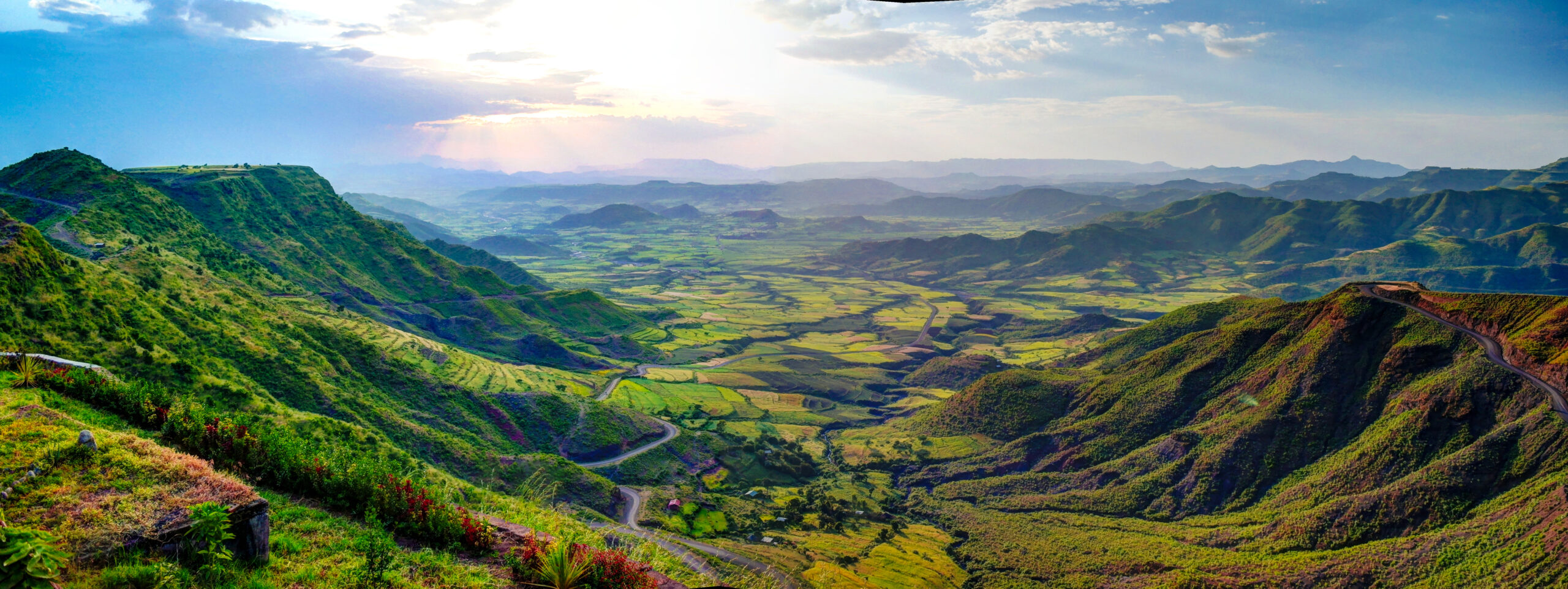 Organic coffee farm in Ethiopia where Moka Joe sources beans